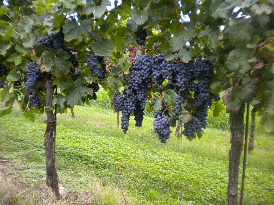 Agriturismo Mazzeracca Bassano del Grappa Extérieur photo